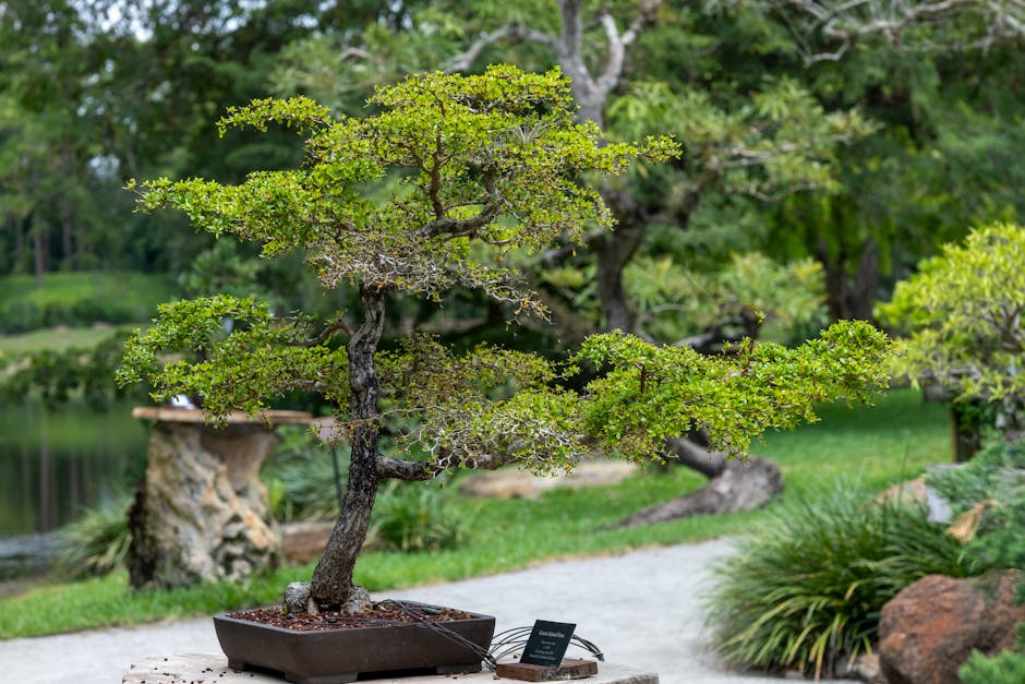 Beautiful bonsai tree displayed outdoors in a lush green park with a tranquil backdrop.
